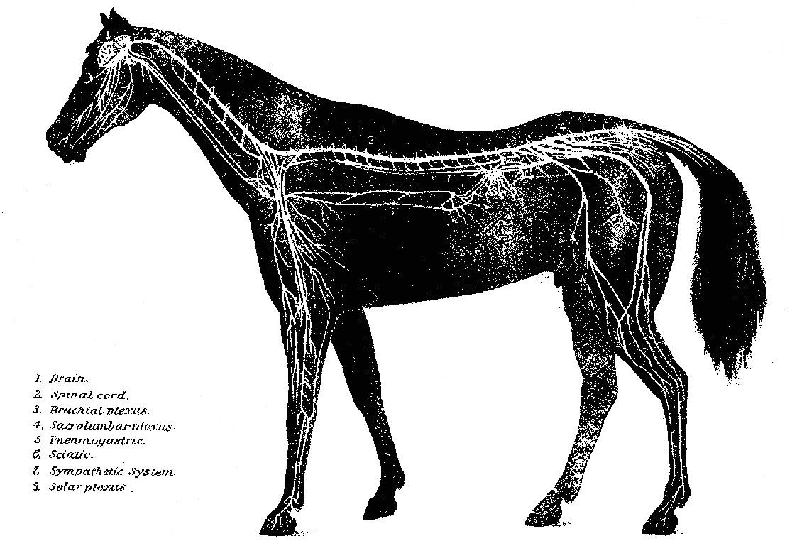 System animal. Нервная система КРС анатомия. Нервная система лошади анатомия. Центральная нервная система лошади. ЦНС лошади.