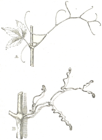 Fig. 11.  Ampelopsis hederacea.  A.  Tendril fully developed,
with a young leaf on the opposite side of the stem.  B.  Older
tendril, several weeks after its attachment to a wall, with the
branches thickened and spirally contracted, and with the
extremities developed into discs.  The unattached branches of
this tendril have withered and dropped off